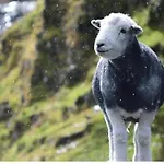 The Berry Boutique 3*